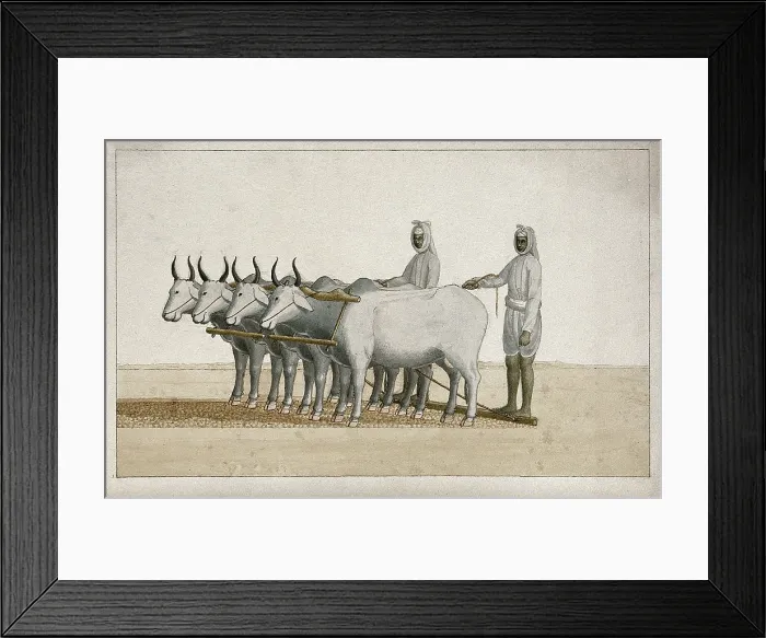 Framed Print : Two farmers using oxen to plough the land, (between 1800 and 1899?). Creator: Unknown Framed Print : Two farmers using oxen to plough the land, (between 1800 and 1899?). Creator: Unknown