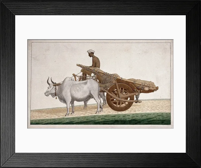 Framed Print : A man driving a cart drawn by bullocks, (between 1800 and 1899?). Creator: Unknown Framed Print : A man driving a cart drawn by bullocks, (between 1800 and 1899?). Creator: Unknown