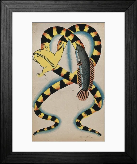 Framed Print : A Bengali proverb: two watersnakes swallowing fish and frog. Creator: Unknown