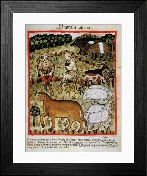 Framed Print : Shepherds and cattle, 14th century. Creator: Unknown Framed Print : Shepherds and cattle, 14th century. Creator: Unknown