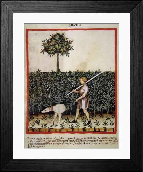 Framed Print : Lupins, 14th century. Creator: Unknown Framed Print : Lupins, 14th century. Creator: Unknown