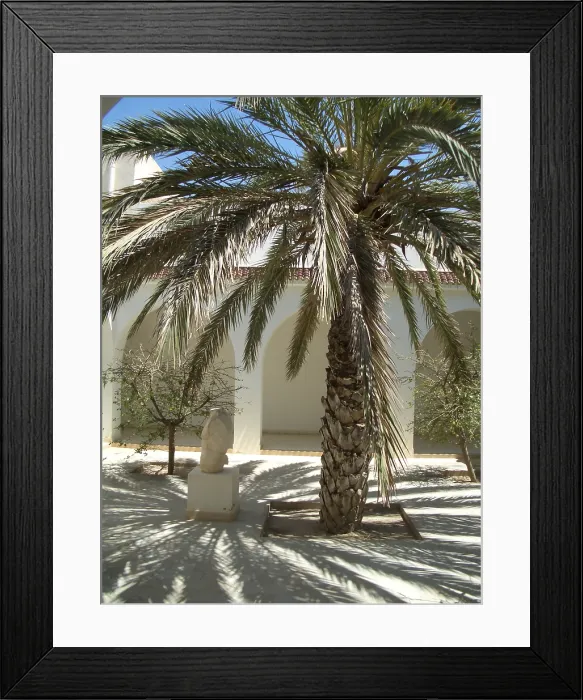Framed Print : Palm tree and shadows, El Jem Archaeological Museum, Tunisia, 2009. Creator: Amanda Waite