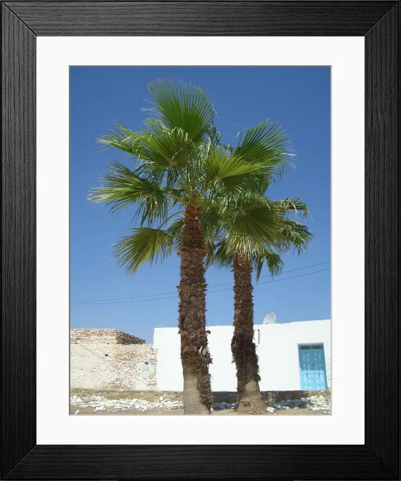 Framed Print : Palm trees, Tunisia, 2009. Creator: Amanda Waite Framed Print : Palm trees, Tunisia, 2009. Creator: Amanda Waite