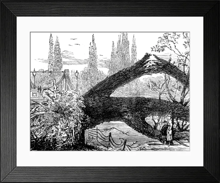 Framed Print : The Great Storm of Wind on Friday week: old elms blown down in St. James's Park, 1881. Creator: Unknown. The Great Storm of Wind on Friday week: old elms blown down in St Framed Print : The Great Storm of Wind on Friday week: old elms blown down in St. James's Park, 1881. Creator: Unknown. The Great Storm of Wind on Friday week: old elms blown down in St