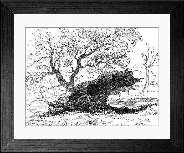 Framed Print : The Great Storm of Wind on Friday week: tree blown down in the playing-fields, Eton, 1881. Creator: Unknown Framed Print : The Great Storm of Wind on Friday week: tree blown down in the playing-fields, Eton, 1881. Creator: Unknown