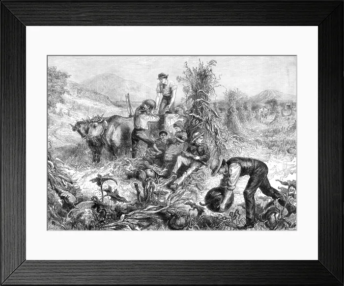 Framed Print : American Harvest Home, 1881. Creator: Unknown Framed Print : American Harvest Home, 1881. Creator: Unknown
