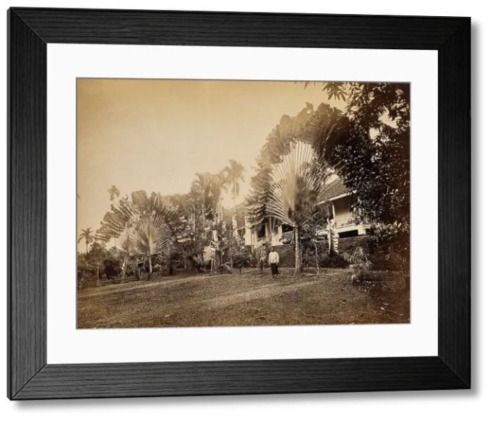 Framed Print : Singapore: two large traveller's palms (Ravenala madagascariensis) in the garden of a club... 1881 Framed Print : Singapore: two large traveller's palms (Ravenala madagascariensis) in the garden of a club... 1881