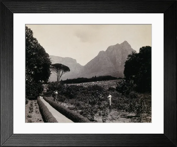 Framed Print : South Africa: Cecil Rhodes's garden near Devil's Peak in Johannesburg, 1896 Framed Print : South Africa: Cecil Rhodes's garden near Devil's Peak in Johannesburg, 1896