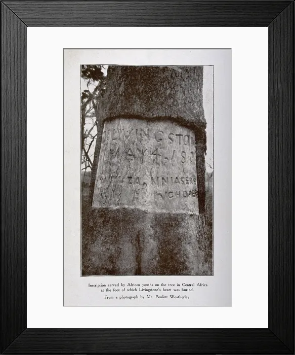 Framed Print : Tree in central Africa where David Livingstone's heart is buried, showing the inscription.. c1900 Framed Print : Tree in central Africa where David Livingstone's heart is buried, showing the inscription.. c1900