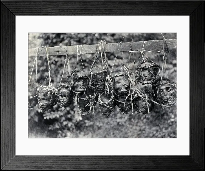 Framed Print : Sarawak: preserved and decorated human heads taken and strung up by Sea Dayaks, c1900. Creator: Unknown Framed Print : Sarawak: preserved and decorated human heads taken and strung up by Sea Dayaks, c1900. Creator: Unknown