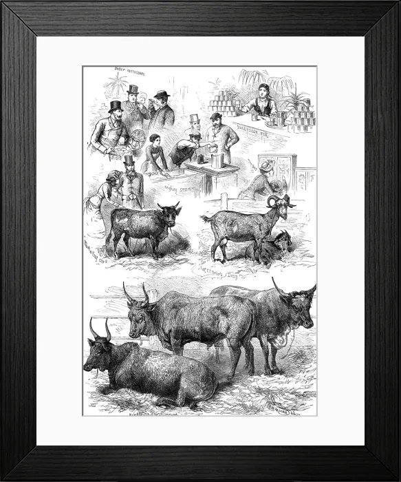 Framed Print : Sketches at the Dairy Show, 1881. Creator: Unknown Framed Print : Sketches at the Dairy Show, 1881. Creator: Unknown