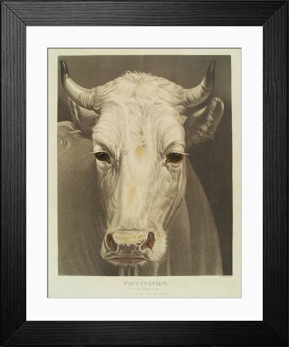 Framed Print : A cow named 'Vaccination', 1810. Creator: Matthew Dubourg Framed Print : A cow named 'Vaccination', 1810. Creator: Matthew Dubourg