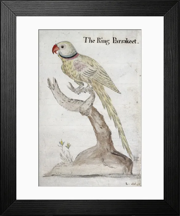Framed Print : A ring-necked parakeet, 1757. Creator: John Coakley Lettsom Framed Print : A ring-necked parakeet, 1757. Creator: John Coakley Lettsom