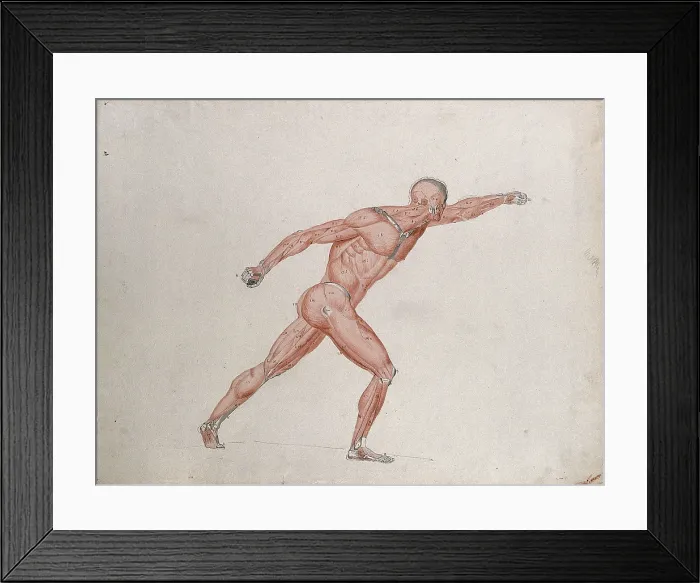 Framed Print : Skeletal and myologic structure of the Borghese Gladiator statue: the figure is... (1833?) Framed Print : Skeletal and myologic structure of the Borghese Gladiator statue: the figure is... (1833?)