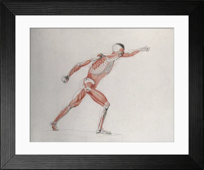 Framed Print : Skeletal and myologic structure of the Borghese Gladiator statue: the figure is... (1833?) Framed Print : Skeletal and myologic structure of the Borghese Gladiator statue: the figure is... (1833?)