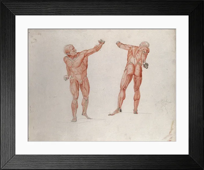 Framed Print : Skeletal and myologic structure of the Borghese Gladiator statue: two figures... (1833?) Framed Print : Skeletal and myologic structure of the Borghese Gladiator statue: two figures... (1833?)