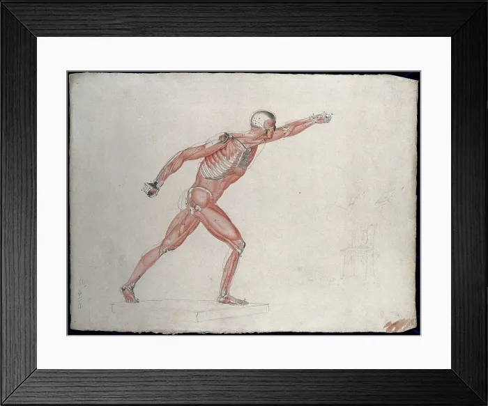Framed Print : Skeletal and myologic structure of the Borghese Gladiator statue: the figure is... (1833?) Framed Print : Skeletal and myologic structure of the Borghese Gladiator statue: the figure is... (1833?)