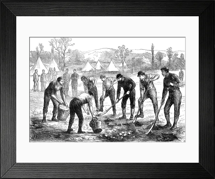 Framed Print : Sketches in Ireland: Property Defence Association: digging potatoes at Woodgyft, Co. Kilkenny, 1881. Creator: Unknown
