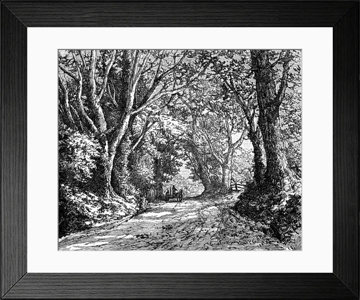 Framed Print : An English lane: from 'Autumnal Leaves' (Sketches in the New Forest), 1881. Creator: James Davis Cooper Framed Print : An English lane: from 'Autumnal Leaves' (Sketches in the New Forest), 1881. Creator: James Davis Cooper