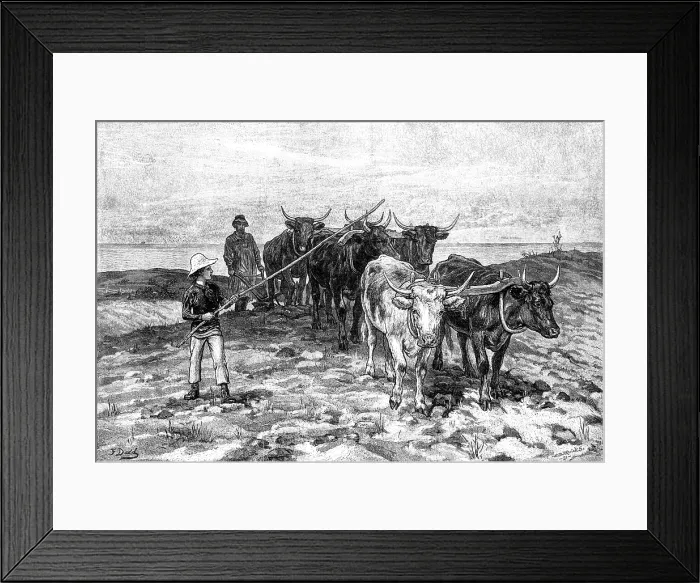 Framed Print : Ploughing on the Sussex Downs, 1881. Creator: William Michael Roberts Quick Framed Print : Ploughing on the Sussex Downs, 1881. Creator: William Michael Roberts Quick