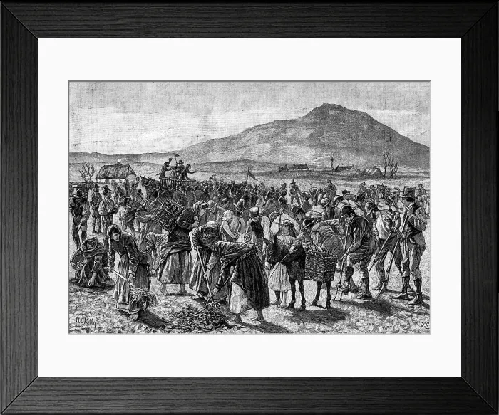 Framed Print : The State of Ireland: tilling the farm of an imprisoned Land Leaguer, 1881. Creator: Unknown Framed Print : The State of Ireland: tilling the farm of an imprisoned Land Leaguer, 1881. Creator: Unknown