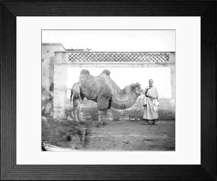 Framed Print : Peking, Pechili province, China: a camel with its owner, 1871. Creator: John Thomson Framed Print : Peking, Pechili province, China: a camel with its owner, 1871. Creator: John Thomson