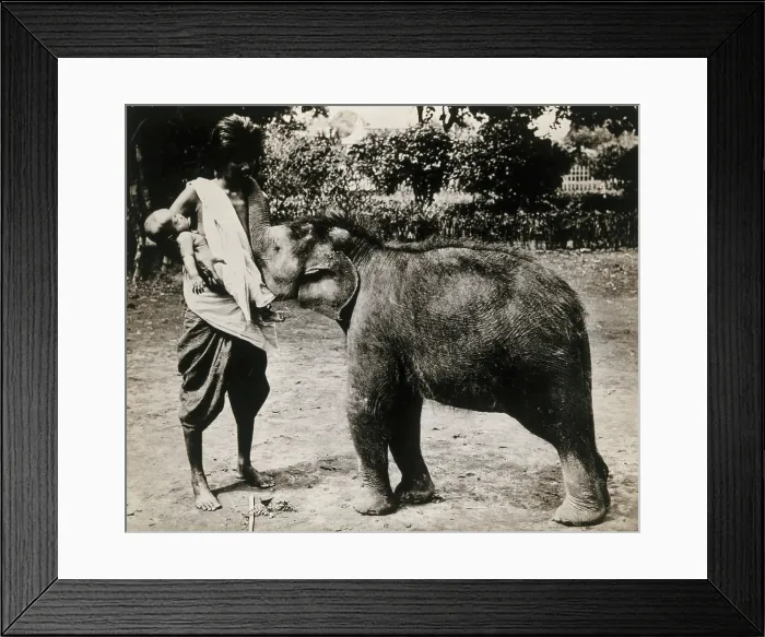 Framed Print : A woman and a child; the woman is suckling a baby white elephant, c1870s. Creator: Unknown Framed Print : A woman and a child; the woman is suckling a baby white elephant, c1870s. Creator: Unknown