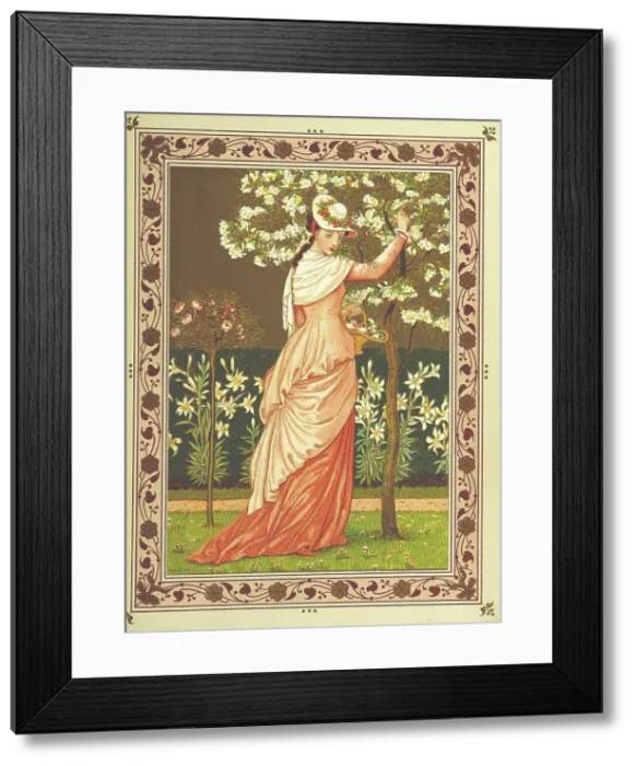 Framed Print : Woman gathering blossom, 1876. Creators: Walter Crane, Catherine Greenaway Framed Print : Woman gathering blossom, 1876. Creators: Walter Crane, Catherine Greenaway