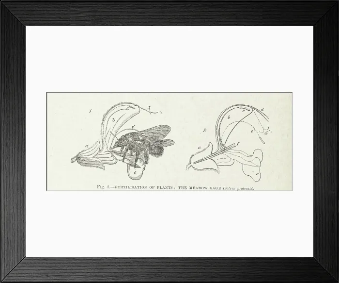 Framed Print : Fertilisation of Plants: the Meadow Sage (Salvia pratensis), 1899. Creator: Unknown Framed Print : Fertilisation of Plants: the Meadow Sage (Salvia pratensis), 1899. Creator: Unknown
