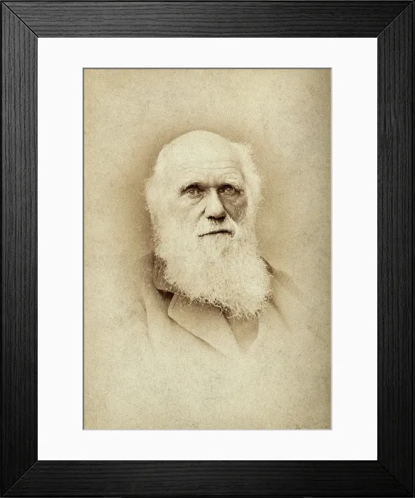 Framed Print : Charles Robert Darwin. Creator: Barraud Framed Print : Charles Robert Darwin. Creator: Barraud