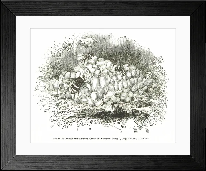 Framed Print : Nest of the Common Humble-Bee (Bombus terrestris), 1850. Creator: Unknown Framed Print : Nest of the Common Humble-Bee (Bombus terrestris), 1850. Creator: Unknown