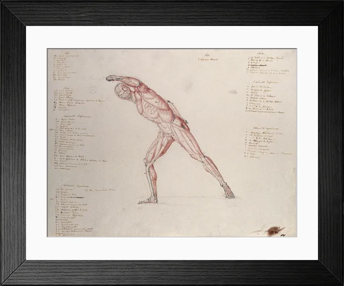 Framed Print : Myologic structure of the Borghese Gladiator statue: the figure is presented as an ecorche, (1833) Framed Print : Myologic structure of the Borghese Gladiator statue: the figure is presented as an ecorche, (1833)
