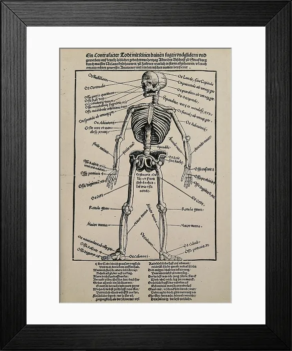 Framed Print : A human skeleton, seen from the front, with labels giving the latin names of the bones, 1517 Framed Print : A human skeleton, seen from the front, with labels giving the latin names of the bones, 1517