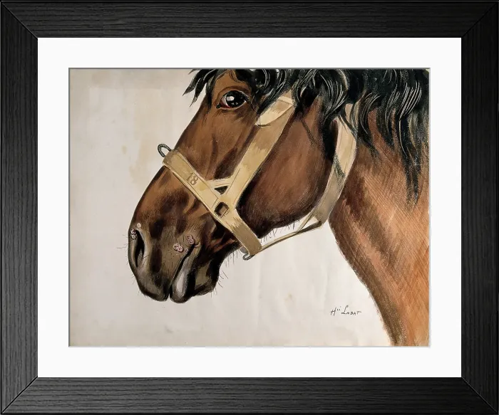 Framed Print : Head of a horse in profile, with raised sores near his nostrils and his mouth, c1880-1920. Creator: Henri Loubat Framed Print : Head of a horse in profile, with raised sores near his nostrils and his mouth, c1880-1920. Creator: Henri Loubat