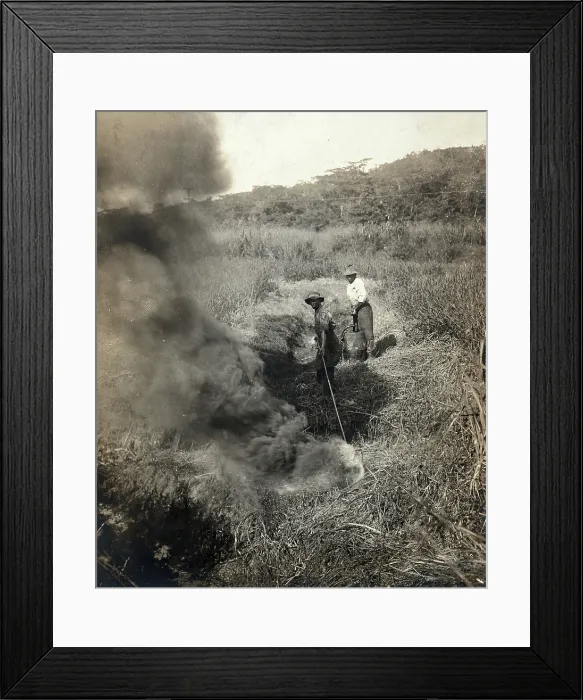 Framed Print : Miraflores, the Panama Canal Zone: rising smoke as two West Indian men burn grass away... 1910. Creator: Unknown Framed Print : Miraflores, the Panama Canal Zone: rising smoke as two West Indian men burn grass away... 1910. Creator: Unknown