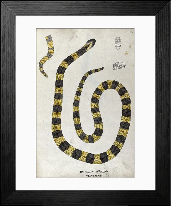 Framed Print : A poisonous snake, yellow in colour, with broad grey cross-banded markings: includes a... 1795. Creator: Patrick Russell Framed Print : A poisonous snake, yellow in colour, with broad grey cross-banded markings: includes a... 1795. Creator: Patrick Russell