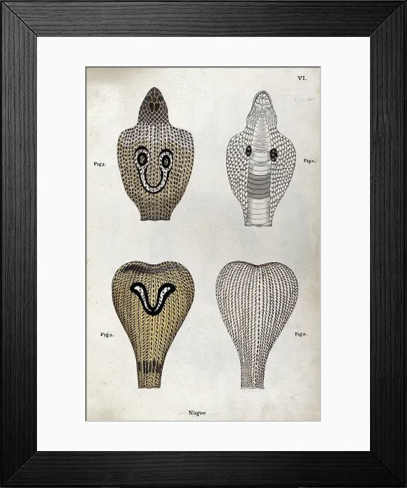 Framed Print : Two poisonous snakes (Indian cobras): four figures showing the snakes hoods, seen from... 1795 Framed Print : Two poisonous snakes (Indian cobras): four figures showing the snakes hoods, seen from... 1795