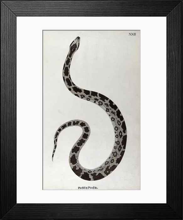 Framed Print : A snake, pale buff in colour, with dark brown patches edged in white and a white underbelly, 1795. Creator: Patrick Russell Framed Print : A snake, pale buff in colour, with dark brown patches edged in white and a white underbelly, 1795. Creator: Patrick Russell