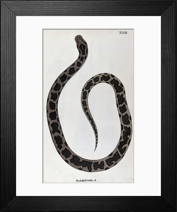 Framed Print : A snake, light brown in colour, with dark brown patches edged in black, 1795. Creator: Patrick Russell Framed Print : A snake, light brown in colour, with dark brown patches edged in black, 1795. Creator: Patrick Russell