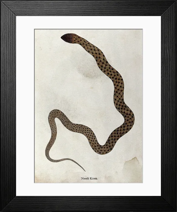 Framed Print : A snake, tan in colour, with brown spotted markings connected by thin diagonal bars, 1795. Creator: Patrick Russell Framed Print : A snake, tan in colour, with brown spotted markings connected by thin diagonal bars, 1795. Creator: Patrick Russell