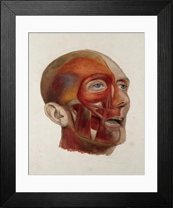 Framed Print : An ecorche head of a man: three-quarter view, showing the right-hand side of the head... 1833. Creator: Johann Conrad Zeller Framed Print : An ecorche head of a man: three-quarter view, showing the right-hand side of the head... 1833. Creator: Johann Conrad Zeller