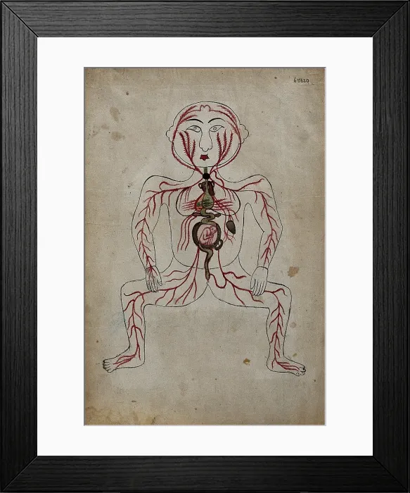 Framed Print : The arteries of the human body with a foetus in the womb, (between 1800 and 1899?). Creator: Unknown Framed Print : The arteries of the human body with a foetus in the womb, (between 1800 and 1899?). Creator: Unknown