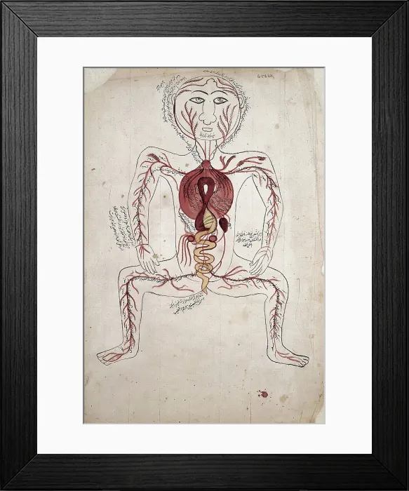 Framed Print : The viscera and the arterial system, (between 1800 and 1899?). Creator: Unknown Framed Print : The viscera and the arterial system, (between 1800 and 1899?). Creator: Unknown