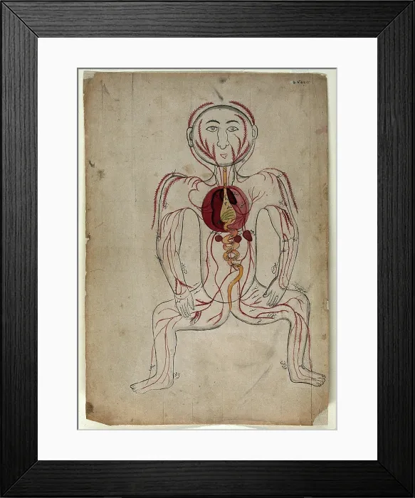 Framed Print : The viscera and the venous system, (between 1800 and 1899?). Creator: Unknown Framed Print : The viscera and the venous system, (between 1800 and 1899?). Creator: Unknown