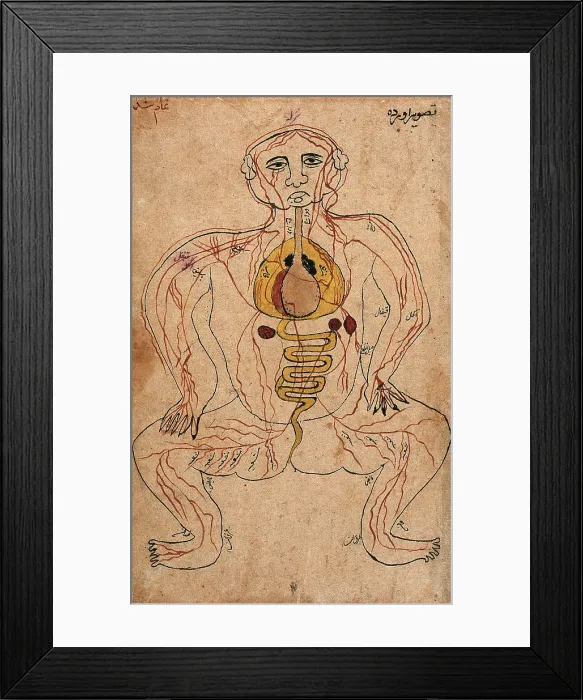 Framed Print : The viscera and the venous system, (between 1800 and 1899?). Creator: Unknown