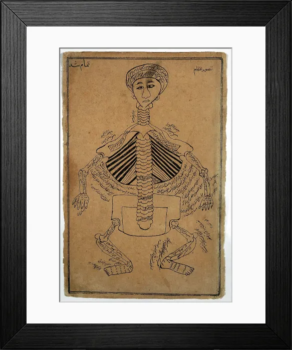 Framed Print : Bones of the human body, (between 1800 and 1899?). Creator: Unknown Framed Print : Bones of the human body, (between 1800 and 1899?). Creator: Unknown