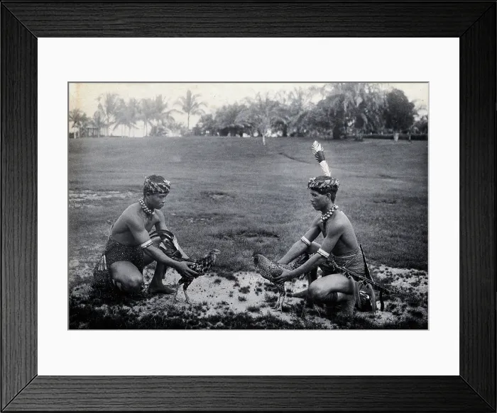 Framed Print : Sarawak: two Sea Dayaks at a cockfight, c1900. Creator: Unknown Framed Print : Sarawak: two Sea Dayaks at a cockfight, c1900. Creator: Unknown