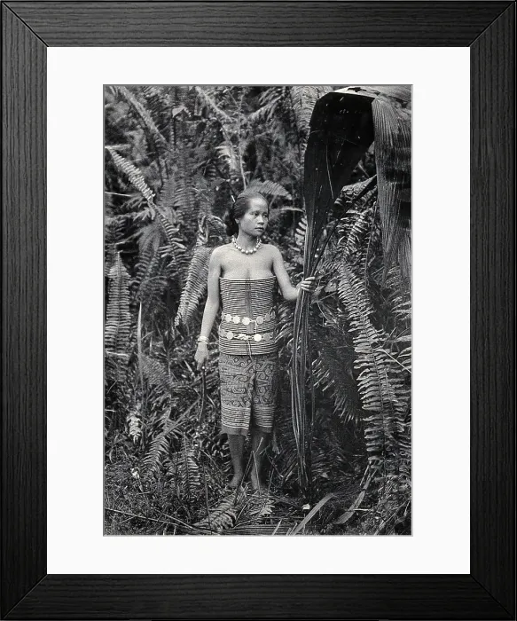 Framed Print : Sarawak: a girl picking leaves for use as fibres, c1900. Creator: Unknown Framed Print : Sarawak: a girl picking leaves for use as fibres, c1900. Creator: Unknown