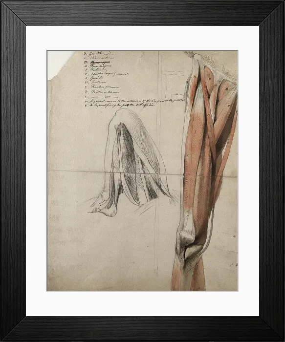 Framed Print : The muscles and tendons of the leg: two figures, including a black chalk sketch of a leg... 1815. Creator: Charles Landseer Framed Print : The muscles and tendons of the leg: two figures, including a black chalk sketch of a leg... 1815. Creator: Charles Landseer