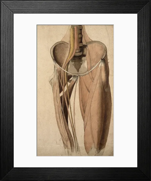 Framed Print : Muscles, bones and blood-vessels (?) of the pelvis, 1815. Creator: Charles Landseer Framed Print : Muscles, bones and blood-vessels (?) of the pelvis, 1815. Creator: Charles Landseer